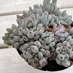 グラプトペタルム：パキフィルム　ブルービーン 2.5号ポット