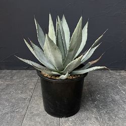 アガベ：パリー　7号鉢植え