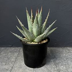 アガベ：パープソラム（帝釈天）7号鉢植え