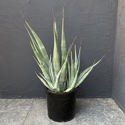 アガベ ：デザーティ　7号鉢植え