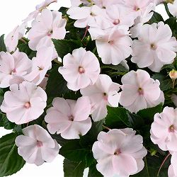 [26年4月上旬予約]ニューギニアインパチェンス：ソルルナ プライム パール3.5号ポット