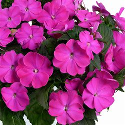 [26年4月上旬予約]ニューギニアインパチェンス：ソルルナ プライム オーキッド3.5号ポット