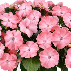 [26年4月上旬予約]ニューギニアインパチェンス：ソルルナ プライム ライトサーモン3.5号ポット