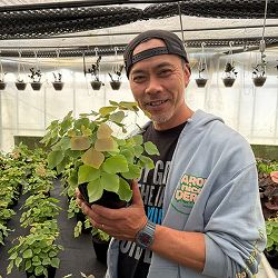 [26年2月中下旬予約]アジアンタム：ペルビアナム　5号鉢植え