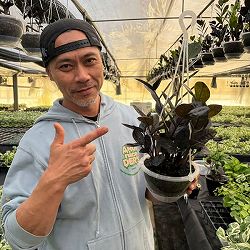 [26年2月中下旬予約]ザミオクルカス：レイヴン　5号吊り鉢（ネガミエルエアー）