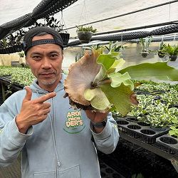 [26年2月中下旬予約]ビカクシダ（コウモリラン）：ネザーランド　クラフト用（Lサイズ）3号ポット