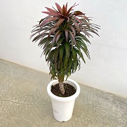 ユッカ：デスメティアーナ 7号鉢植え26-01