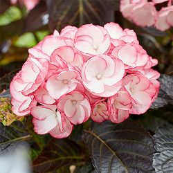 アジサイ：ミッドナイトパール7号鉢植え