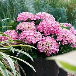 アジサイ：ピンキー バインダー7号鉢植え