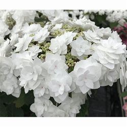 アジサイ：ウェディング ガウン7号鉢植え