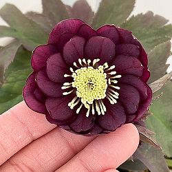 若泉ファームさんのクリスマスローズ：26-20ダブルクロアチカスハイブリッド4.5号ポット【現品販売】