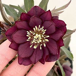 若泉ファームさんのクリスマスローズ：26-23ダブルクロアチカスハイブリッド4.5号ポット【現品販売】