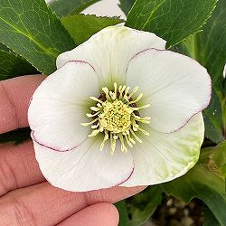 若泉ファームさんのクリスマスローズ：26-24ファーストキッス5号鉢【現品販売】