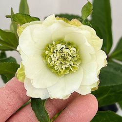 若泉ファームさんのクリスマスローズ：26-26シャルウィダンス4.5号ポット【現品販売】