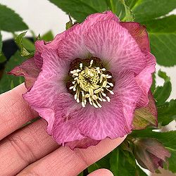 若泉ファームさんのクリスマスローズ：26-27シャルウィダンス4.5号ポット【現品販売】