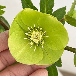 若泉ファームさんのクリスマスローズ：26-29シングル　グリーン／4.5号ポット【現品販売】