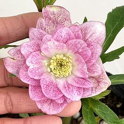 若泉ファームさんのクリスマスローズ：26-30ダブル4.5号ポット【現品販売】