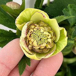 若泉ファームさんのクリスマスローズ：26-31セミダブル4.5号ポット【現品販売】