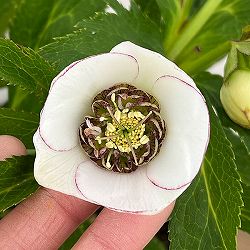 若泉ファームさんのクリスマスローズ：26-33セミダブル4.5号ポット【現品販売】