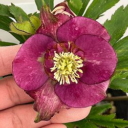 若泉ファームさんのクリスマスローズ：26-34セミダブル／4.5号ポット【現品販売】