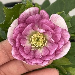 若泉ファームさんのクリスマスローズ：26-35ダブル／4.5号ポット【現品販売】