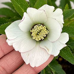 若泉ファームさんのクリスマスローズ：26-38シングル4.5号ポット【現品販売】