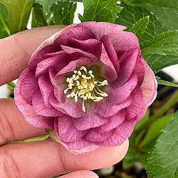 若泉ファームさんのクリスマスローズ：26-39ダブル4.5号ポット【現品販売】