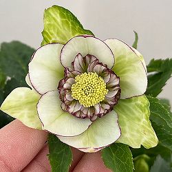 若泉ファームさんのクリスマスローズ：26-40セミダブル4.5号ポット【現品販売】