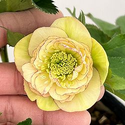 若泉ファームさんのクリスマスローズ：26-41ダブル4.5号ポット【現品販売】