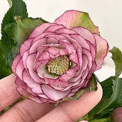 若泉ファームさんのクリスマスローズ：26-42ダブル4.5号ポット【現品販売】