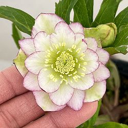 若泉ファームさんのクリスマスローズ：26-43ダブル4.5号ポット【現品販売】