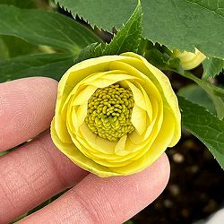 若泉ファームさんのクリスマスローズ：26-44ダブル4.5号ポット【現品販売】