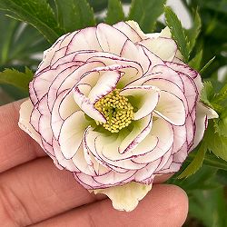 若泉ファームさんのクリスマスローズ：26-47ダブル／4.5号ポット【現品販売】