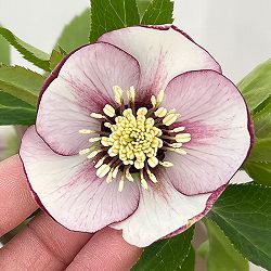 若泉ファームさんのクリスマスローズ：26-48シングル4.5号ポット【現品販売】