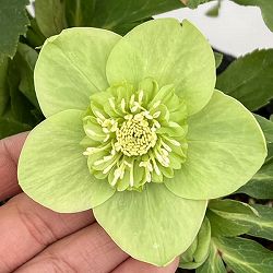 若泉ファームさんのクリスマスローズ：26-50セミダブル／4.5号ポット【現品販売】