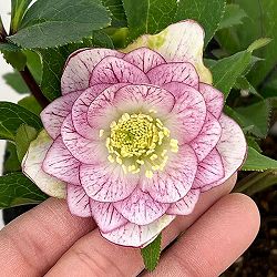 若泉ファームさんのクリスマスローズ：26-54ダブル4.5号ポット【現品販売】