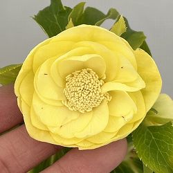 若泉ファームさんのクリスマスローズ：26-55ダブル／4.5号ポット【現品販売】