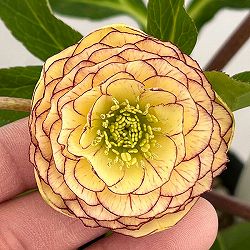 若泉ファームさんのクリスマスローズ：26-56ダブル／4.5号ポット【現品販売】