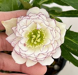 若泉ファームさんのクリスマスローズ：26-57ダブル4.5号ポット【現品販売】