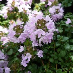 [送料無料]イブキジャコウソウ3号ポット 24株セット