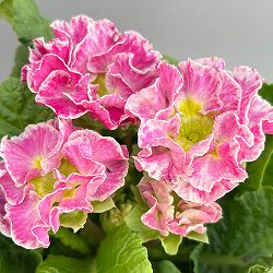 プリムラ：ポリアンサ  ロココ姫 ピンク系4号ポット