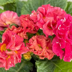 プリムラ：ポリアンサ  ロココ姫 ローズ系4号ポット