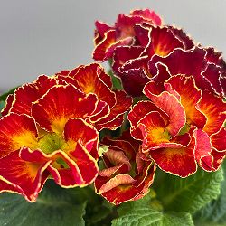 プリムラ：ポリアンサ  ロココ姫 レッド系4号ポット