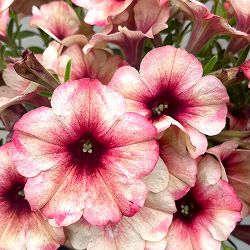 [26年4月下旬予約]ペチュニア：サンドロックス3-3.5号ポット