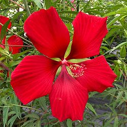 宿根ハイビスカス：タイタンビカス：レッドブリーズ3.5号ポット