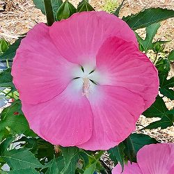 [26年4月下旬予約]宿根ハイビスカス：タイタンビカス：フローラ3.5号ポット