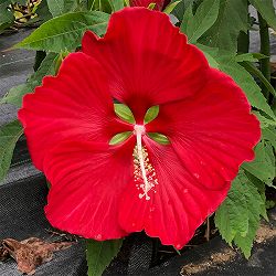 宿根ハイビスカス：タイタンビカス：マスカレード3.5号ポット