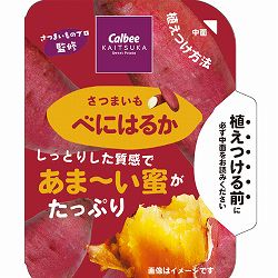 [26年5月中下旬予約]サツマイモ苗：カルビーかいつか　べにはるか(PVP)3.5号ポット