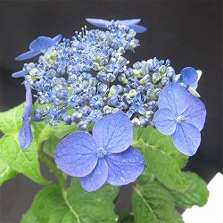 ヤマアジサイ：ムラサキスイショウ（紫水晶）4号ポット