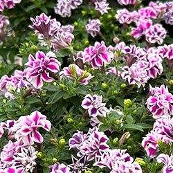 [26年4月上旬予約]ペチュニア：ルビーベール3号ポット